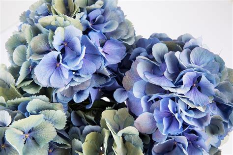 Conoce A Las 5 Flores Azules Por Excelencia Colvin Blog