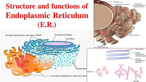 Endoplasmic Reticulum Er Structure And Functions Er Endoplasmic