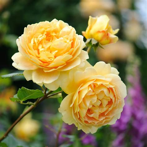 Golden Celebration® Golden Celebration Rose English Roses David