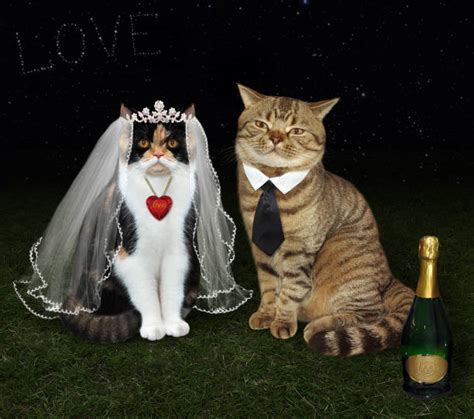 Cat Wedding Stock Photos Pictures And Royalty Free Images Istock