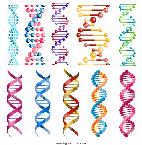 Vector Double Helix At Collection Of Vector Double