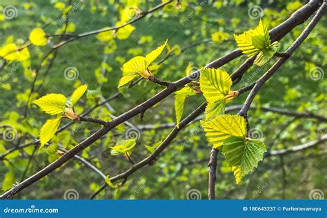 Birch Branch With Young Leaves Spring Fresh Green Foliage In Evening