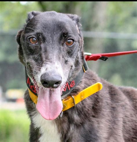 Greyhound pets of america is located in houston city of texas state. Available Dogs - Greyhound Pets of America Massachusetts ...