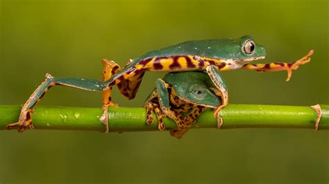 Download Funny Animal Frog 4k Ultra Hd Wallpaper