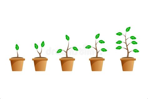 Plant Growth Stages Concept Vector Stock Vector Illustration Of