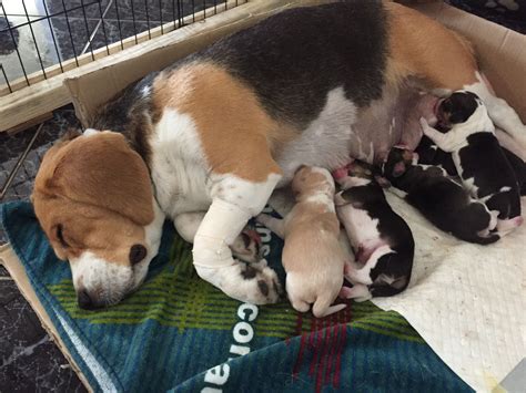 Check spelling or type a new query. Mum nursing her 8 newborn puppies | Newborn puppies, Puppies, Beagle