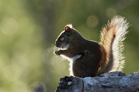 Red Squirrel Praying At Dusk Photograph By Gw King Fine Art America