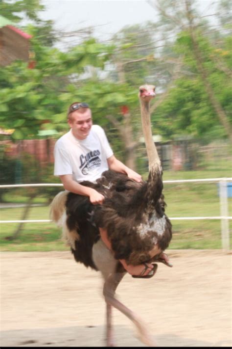 Ostrich man illustrations & vectors. Just me riding an ostrich. No big deal : funny