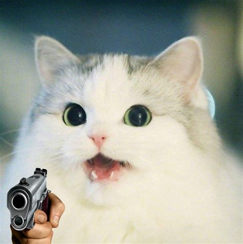 Cat Holding A Gun Blank Template Imgflip
