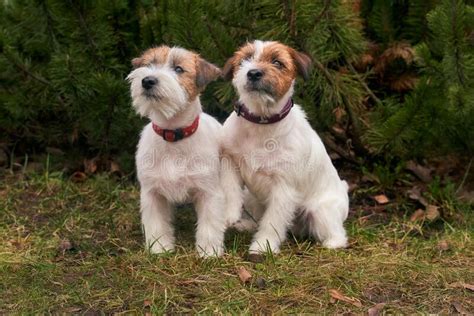 Two Friendly Dogs Sit Together Photo Of Pets Stock Image Image Of