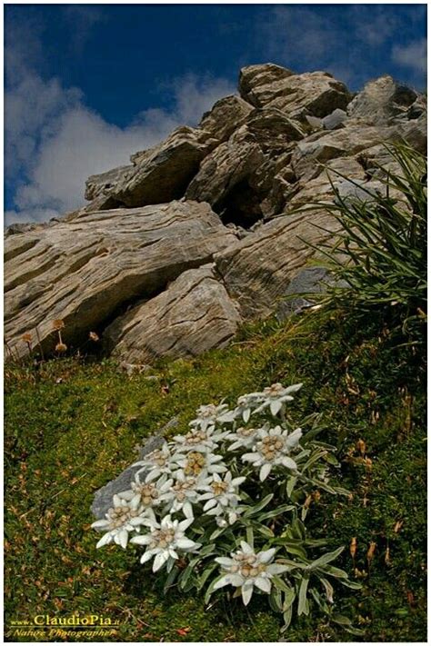Exotische zwitserland bloem edelweiss 50+ zaden exoticgardenco 4.5 van 5 sterren (1,498) € 8,54. Leontopodium alpinum, Stella alpina, Edelweiss, Marguareis ...