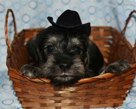 Miniature schnauzer puppies for sale, we carry variety breed from toy to large breeds here. Miniature Schnauzer puppy dog for sale in LEHI, Utah