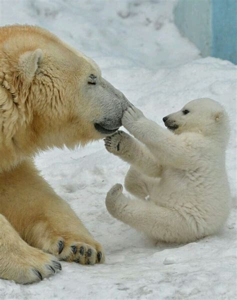 Mamma And Baby Bears Playing In The Snow Sooo Cute In Dangerd Baby