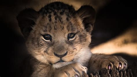 A Cute Lion Baby Cub Wallpaper Backiee