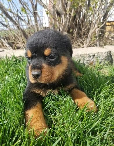 The rottweiler is a working breed, so it will need exercise regularly and plenty of it. Rottweiler Puppy for Sale - Adoption, Rescue for Sale in ...