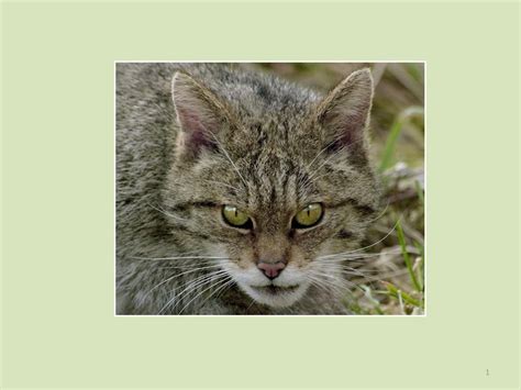 Scottish Wildcat The Scottish Wildcat Felis Sylvestris Is A Genuine
