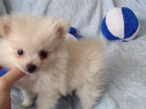 Tiny teacup pomeranian puppies available in our store.your micro teacup pomeranian puppy is conveniently small and cute. EXTRA MICRO TEACUP POMERANIAN PUPPY "ALL WHITE" FOR SALE ...