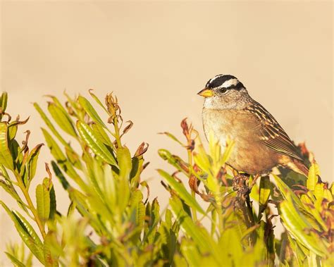 White Crowned Sparrow Avian Critiques Nature Photographers Network