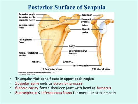 The Scapula And Its Various Markings Scapula Skeletal System Scapular