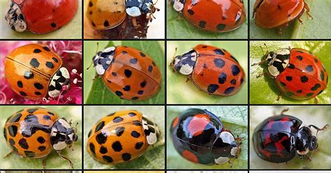Seed To Feed Me Ladybird Facts