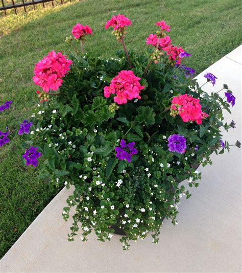 Growing Lantana In Containers Tips On Caring For Lantana In Pots Artofit