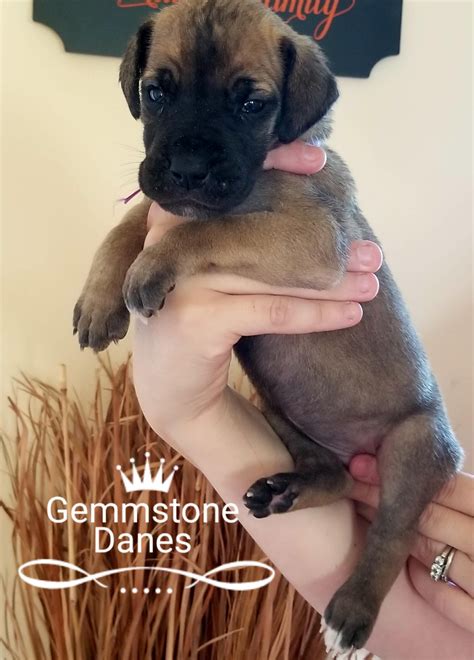 Breeder of high quality full european great danes in the colors of black. Great Dane Puppies For Sale | Billings, MT #253166
