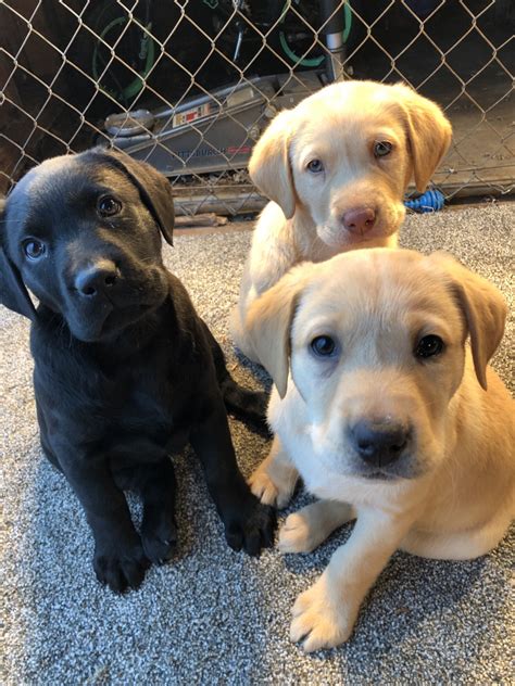 Labrador Retriever Puppies For Sale Change Comin