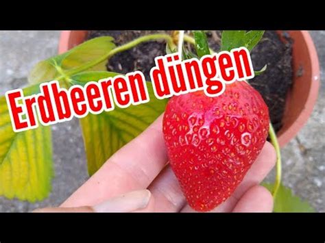 Ich dünge meine erbeeren mit einem spezialdünger für beeren. Erdbeeren düngen wann womit Zeitpunkt düngen von Erdbeeren ...