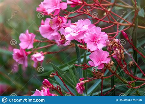 Beautiful Pink Nerium Oleander Flowers Blooming In A Tropical Garden