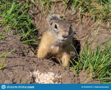Gopher On The Lawn Is Sticking Its Head Out Of Its Hole Stock Photo