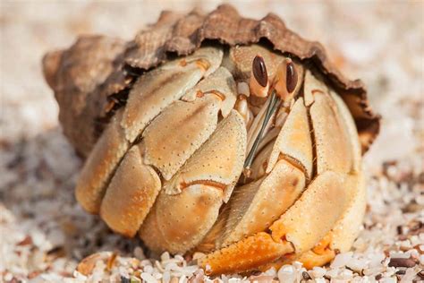 Hermit crabs are anomuran decapod crustaceans of the superfamily paguroidea that have adapted to occupy empty scavenged mollusc shells to protect their fragile exoskeletons. Long penises help hermit crabs avoid being robbed during sex | New Scientist
