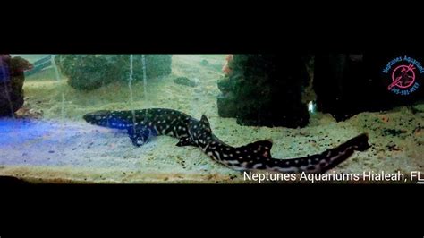 Marble Cat Shark Going Nuts For Silversides Youtube