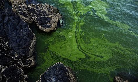 Algae Bloom The Size Of Mexico Appears In Arabian Sea Daily Mail Online