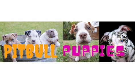 Cutest Pitbull Puppies Compilation Youtube