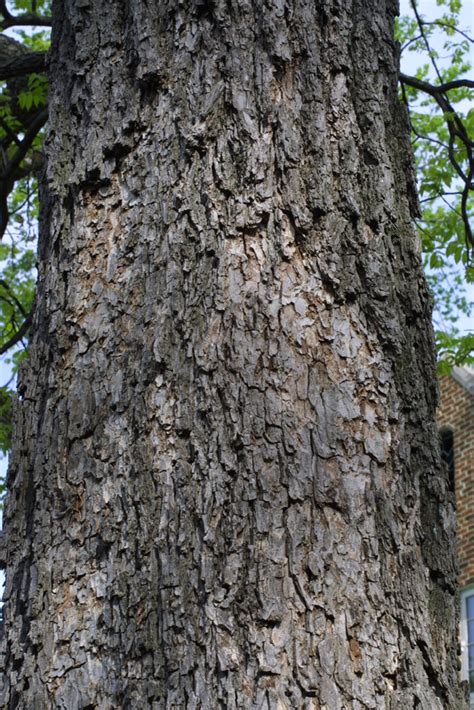 Carya Illinoinensis Juglandaceae Bark Of A Large Tree