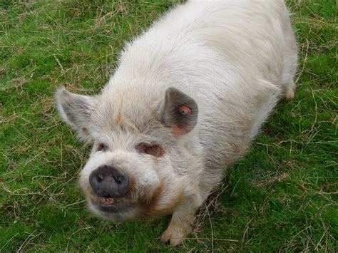 A Small White Pig Standing On Top Of A Lush Green Grass Covered Field