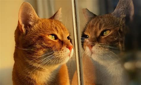 Reductress Cat Looking Out The Window Imagining Its The Main