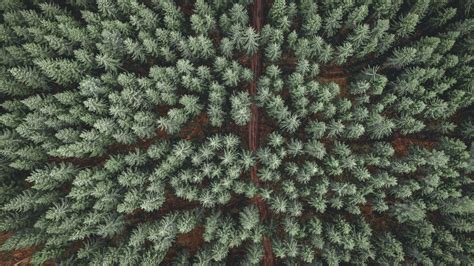 Wallpaper Id 5417 Forest Road Aerial View Pine Trees Treetops