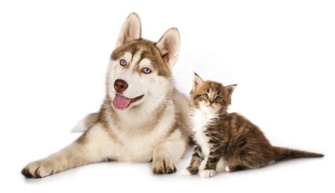 Cat And Dog Bffs Fetch Pet Care Video Of The Week