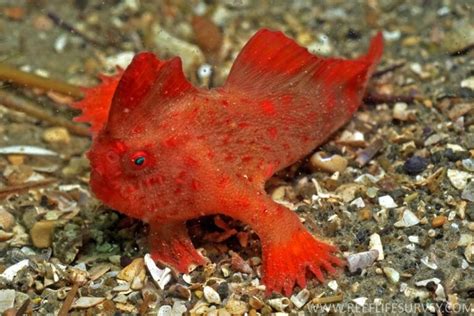 10 Rarest Fish Species In The World