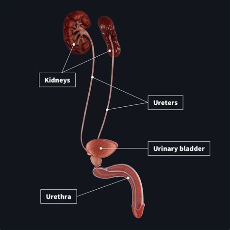 anatomical urinary system model 4 parts