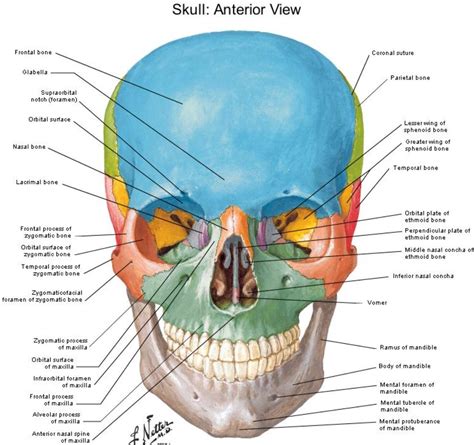 Skull Anterior View Labeled