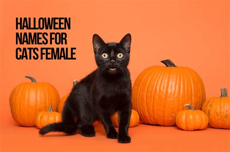 Try checking out our list of halloween cat names to find the perfect fit for your feline! Halloween Names For Cats 66+ Top & Best Spooky Ideas ...