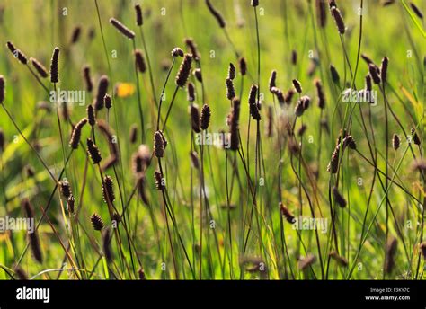 Grasses And Seed Heads In Sunlit Meadow Stock Photo Alamy