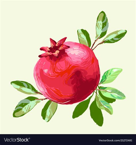 Pomegranate With Leaves Fresh Fruit Drawing Vector Image