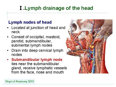 Where Are Your Lymph Nodes In Your Neck Sayincredible