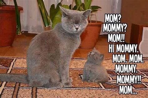 Cat And Kitten Mom Saying Funny Kittens Cutest Cats And Kittens Cute