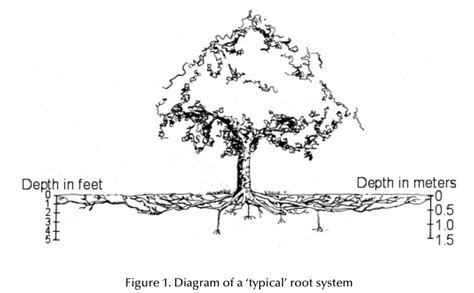 Tree Root Distribution Hellis Solutions Limited