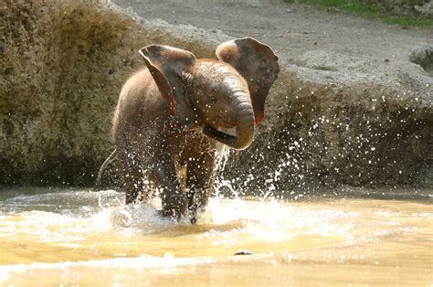 Eli _ heute geburtstag h составить предложение 2. Der schwebende Elefant über Wuppertal • Reportage ...