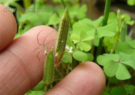 Learn about their characteristics and how to care for these plants. Plantinha rasteira que dá flores amarelas no meio da grama ...